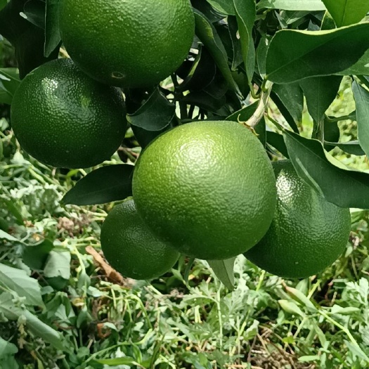 重庆爱媛基地转让