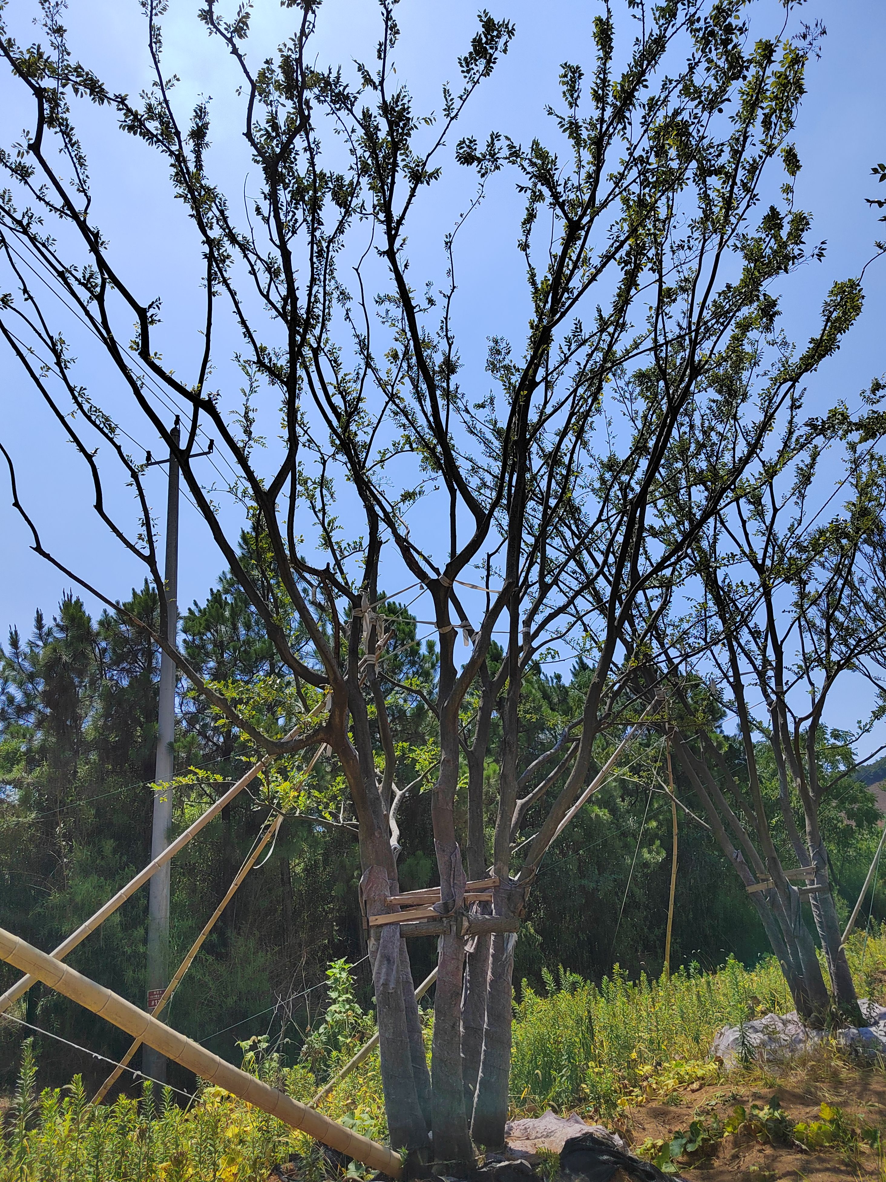 丛生朴树 苗圃基地直发 量大价优