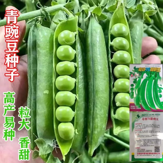 高产豌豆种子脆甜水果豌豆种籽大荚青豌豆早熟荷兰豆春秋四季蔬菜