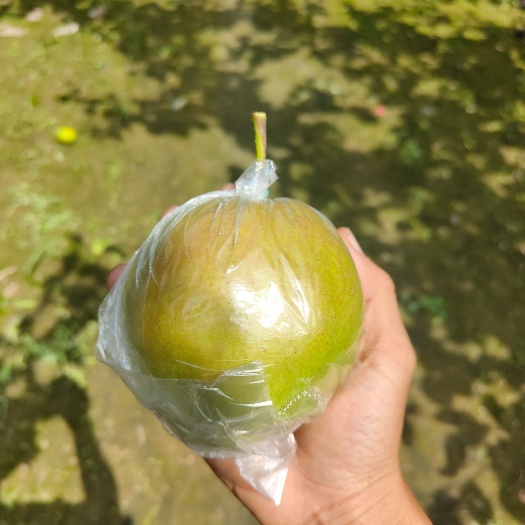 文水县玉露香梨