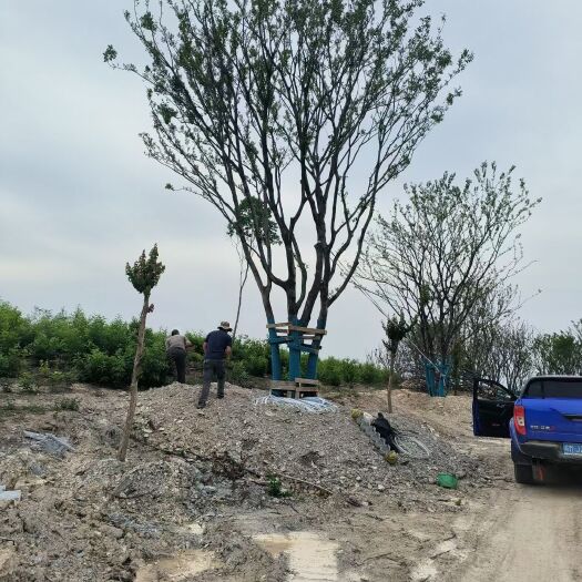 滁州丛生朴树