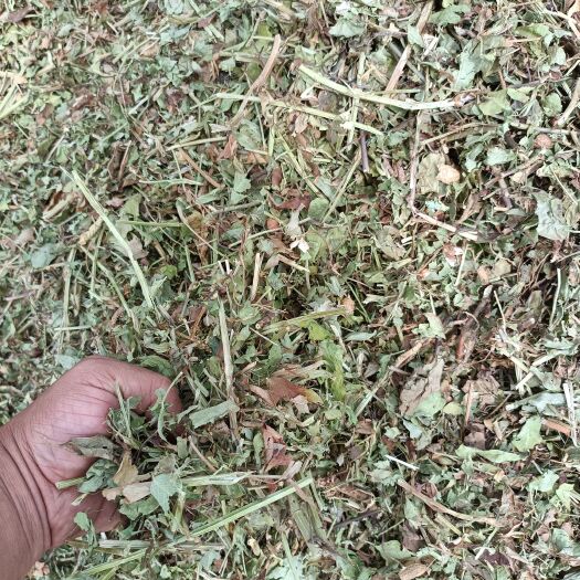 邓州市新花生秧上市自产自销、、诚信为本:羊草丛来不美颜: