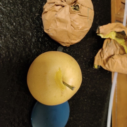 清丰县秋月大梨汁多皮薄脆甜