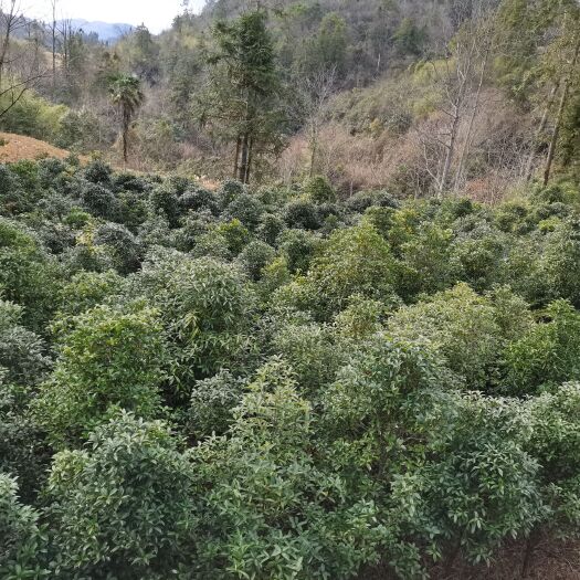 施秉县桂花树