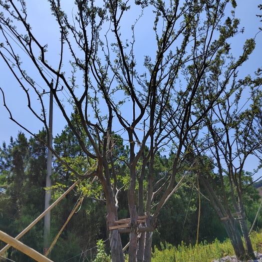 宣城丛生朴树
