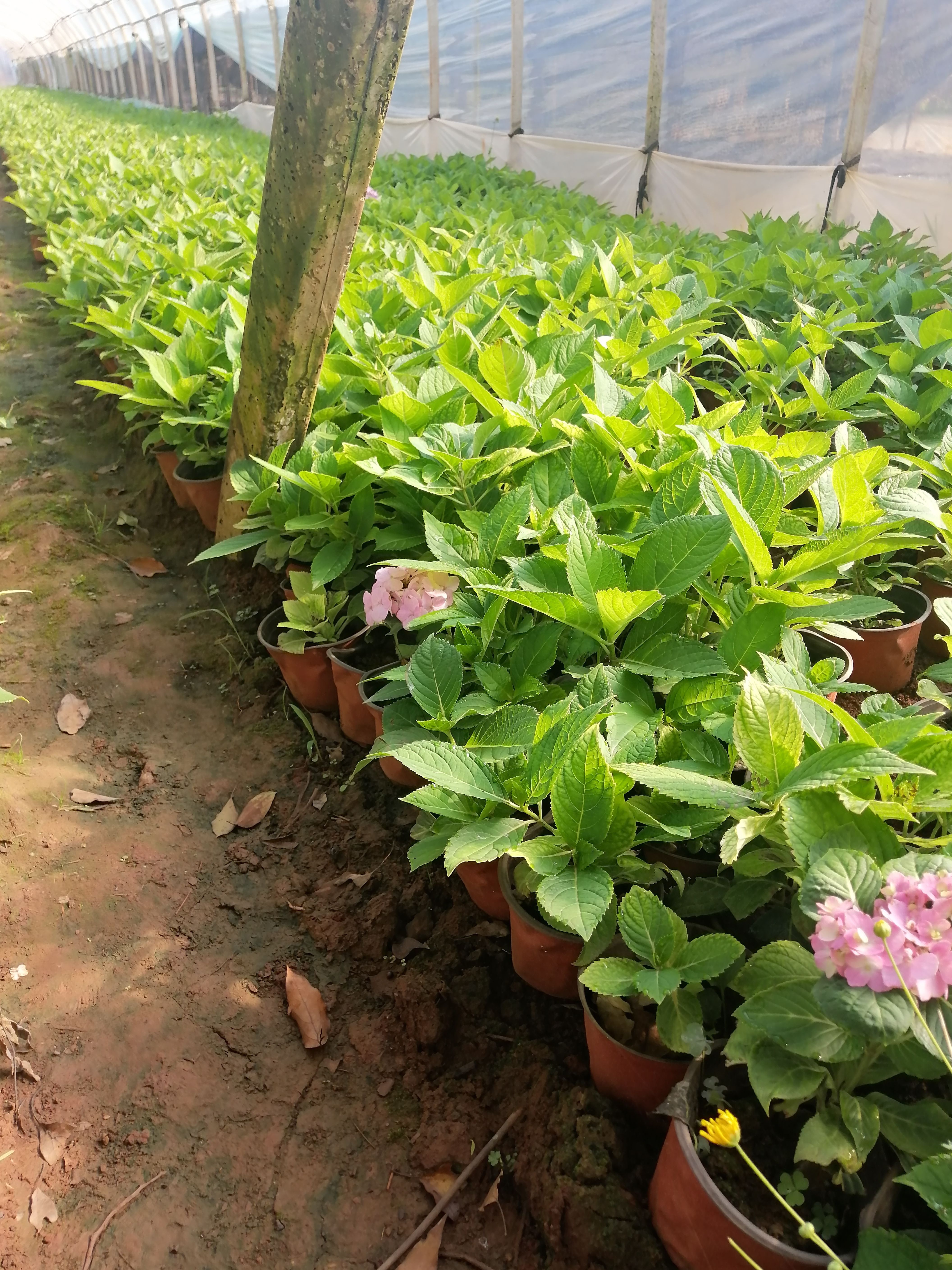 繡球花，紅盆繡球花