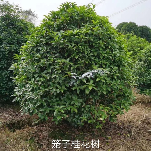 咸宁丛生桂花树，大量出售2一4米冠幅
从生桂花树海量供应