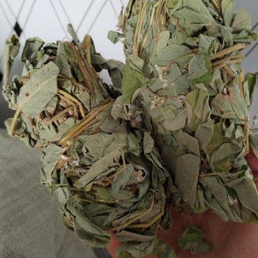 中山市金钱草 今年的货