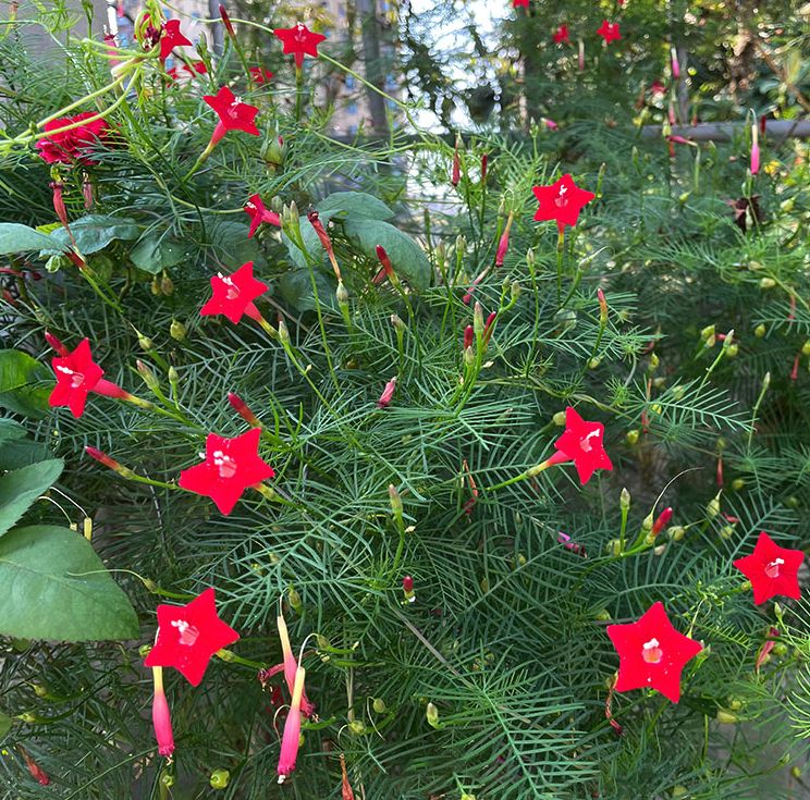 羽叶茑萝种子爬藤爬墙花卉五角星花庭院围墙攀爬植物耐热耐旱