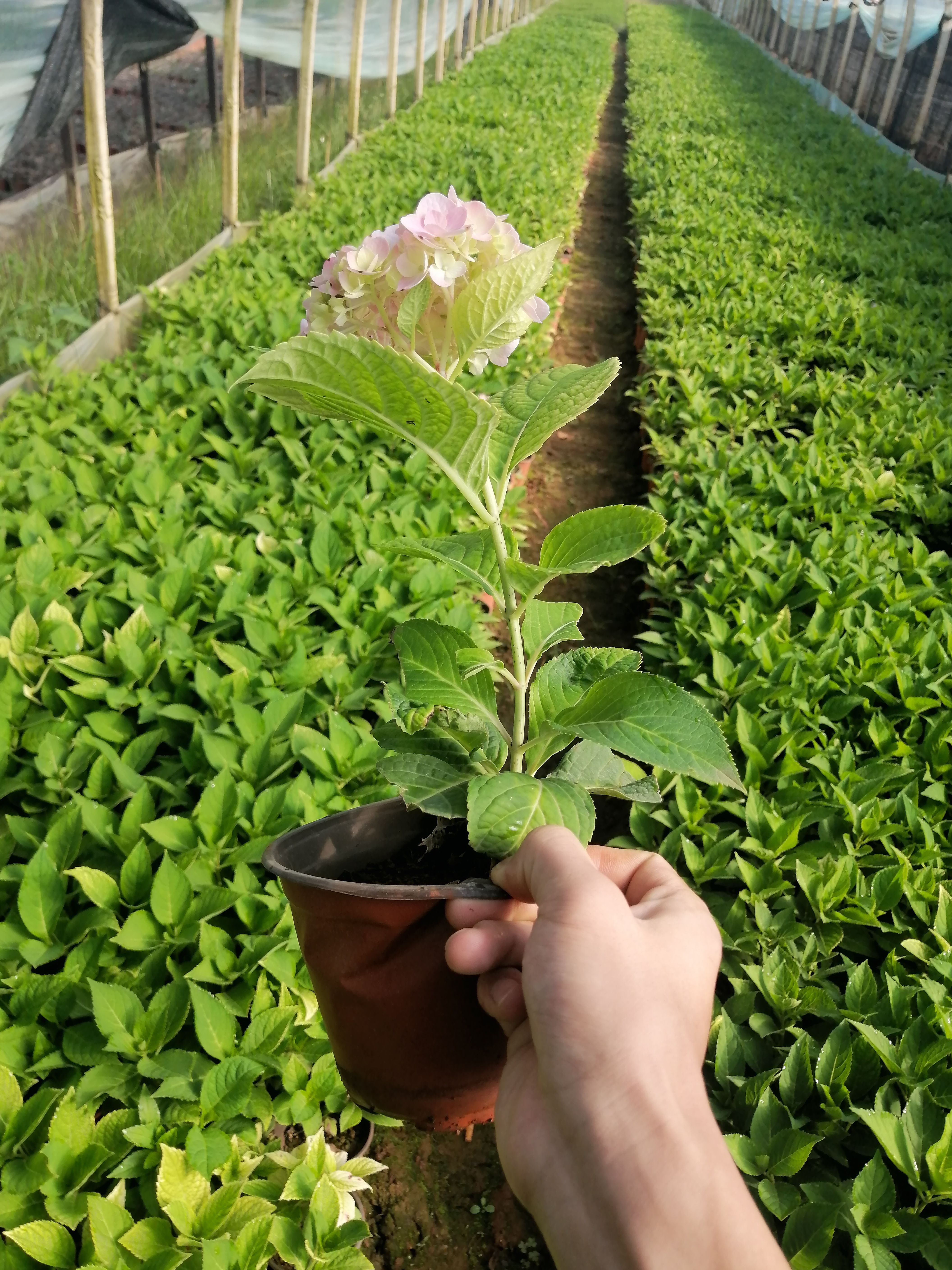 繡球花，紅盆繡球花