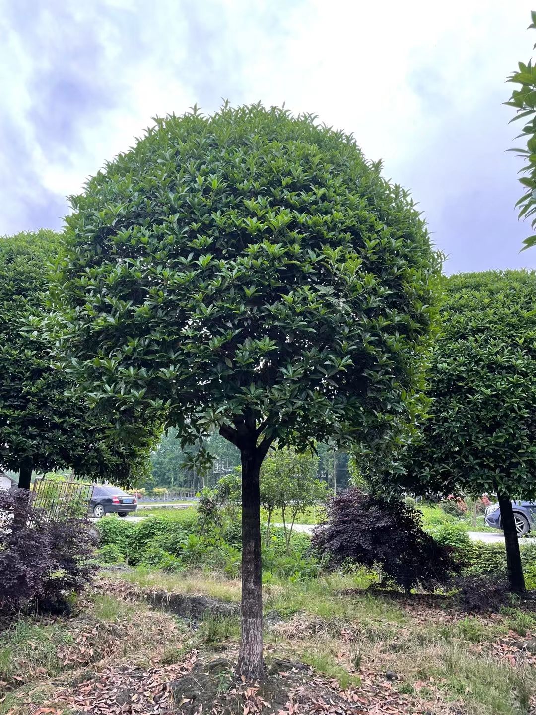 桂花树，出售10一18公分高杆桂花树，分枝1.8米，海量供应