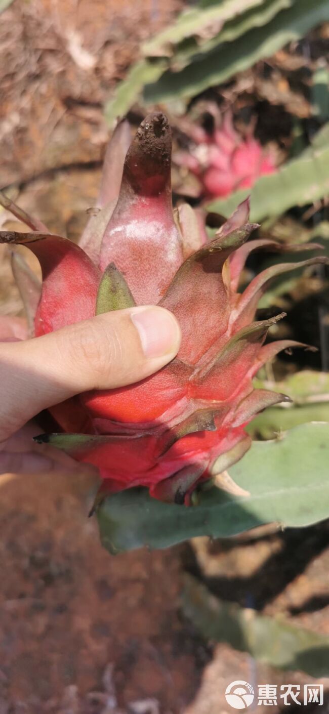 广西红心火龙果，大量上市，代收代发产地货源充足，欢迎对接合作