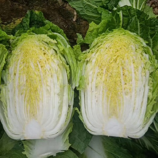 肇州县黑龙江黄心大白菜市场菜泡菜酸菜厂保质保量欢迎各地老板前来选购
