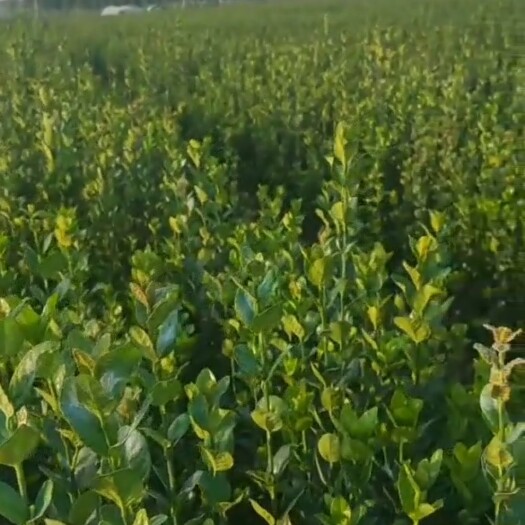 新沂市北海道黄杨