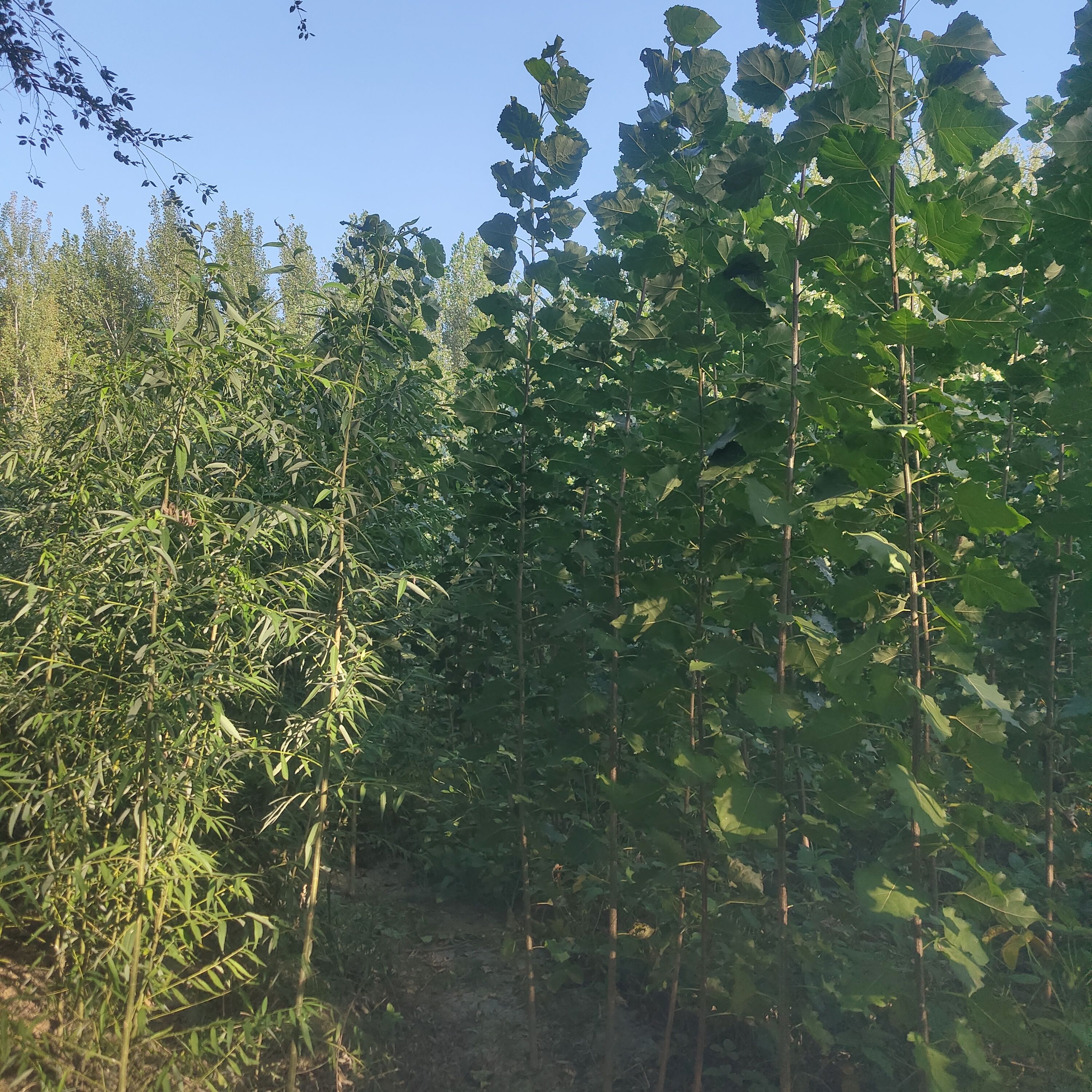 杨树苗  自己种的，十万来棵，管理的好，树杆笔直没有分叉10