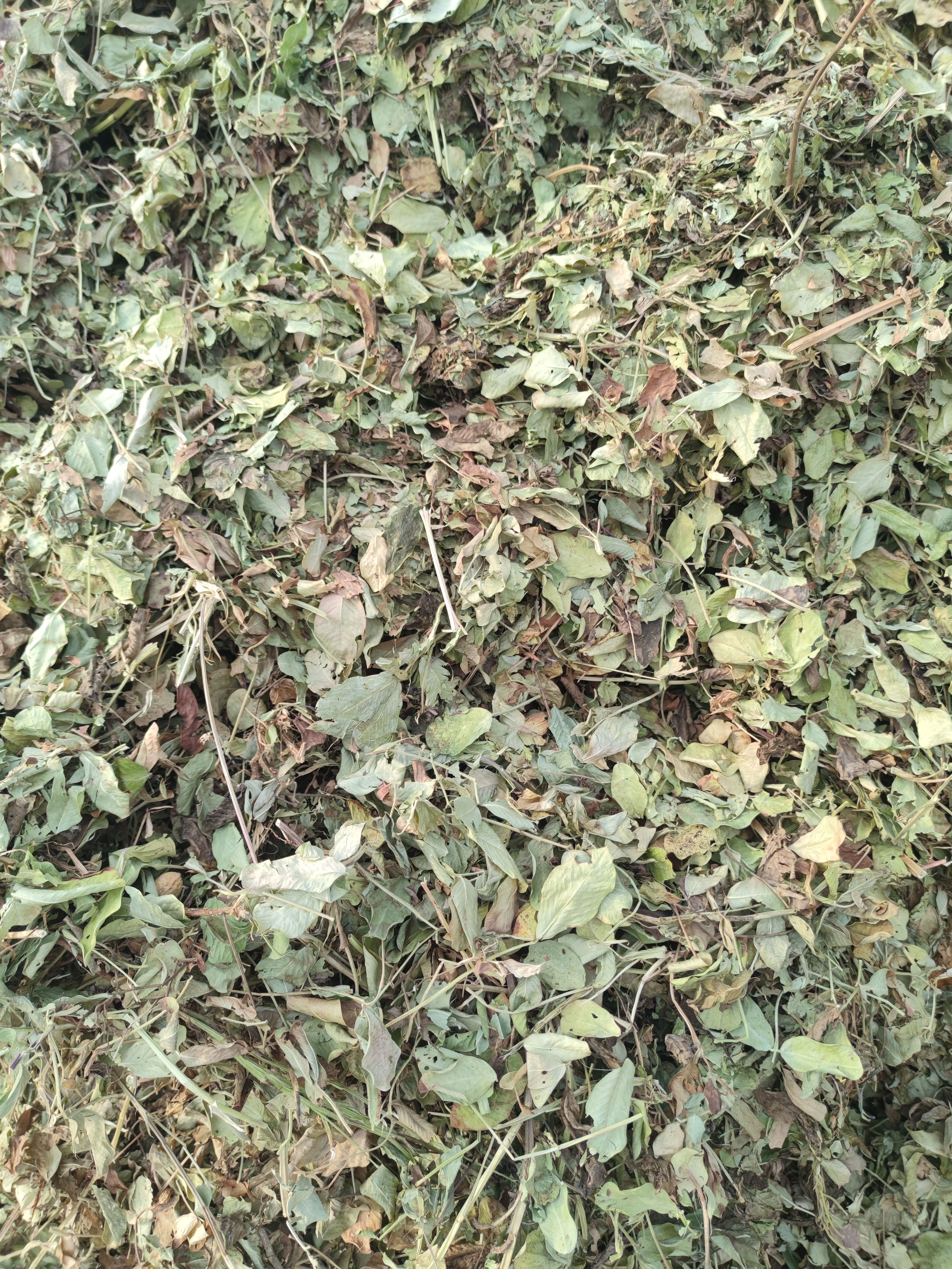 牛羊草料羊草饲料草 花生秧草料花生秧草粉 马驴兔鸵鸟鹅草料
