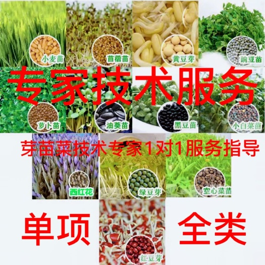 西安蔬菜種植技術花生芽技術豌豆苗技術黑豆苗技術芽苗菜全類技術