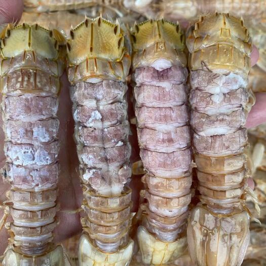 广州熟冻皮皮虾  爬爬虾