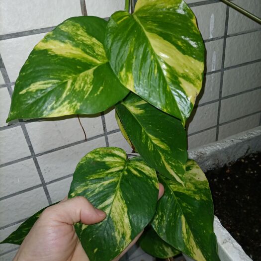 深圳黄锦绿萝，金葛绿萝