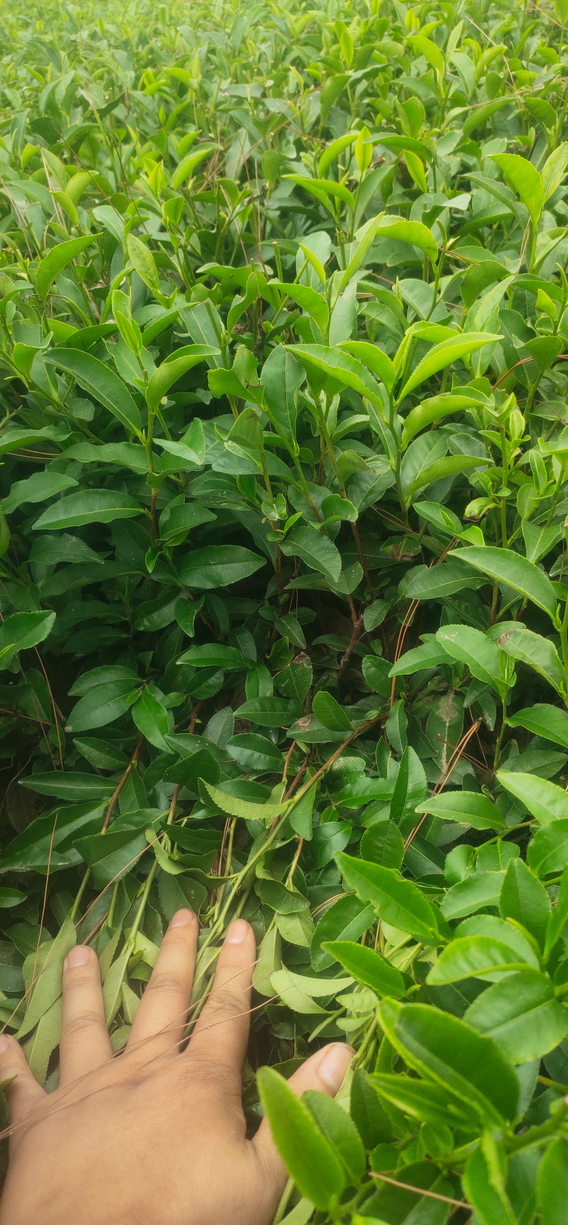 福鼎白茶名选131福鼎大亳安吉白茶福选九号梅占等优质茶叶苗