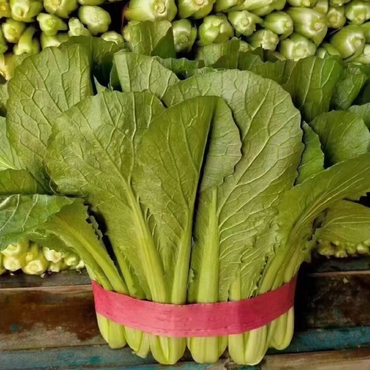 邯郸邯郸市永年区产地小白菜，大量供应，可供视频看货