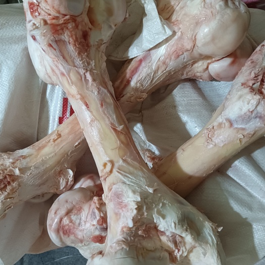 阳信县牛骨  牛棒骨