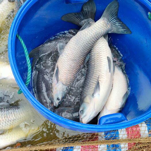 安乡县大量青鱼，长期供货，不限规格