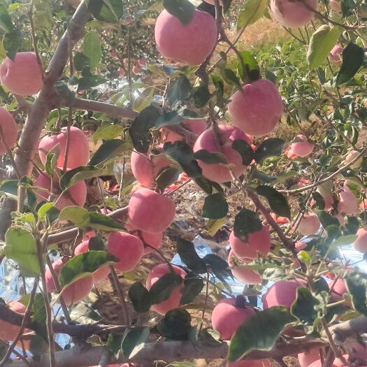 绥中县寒富苹果