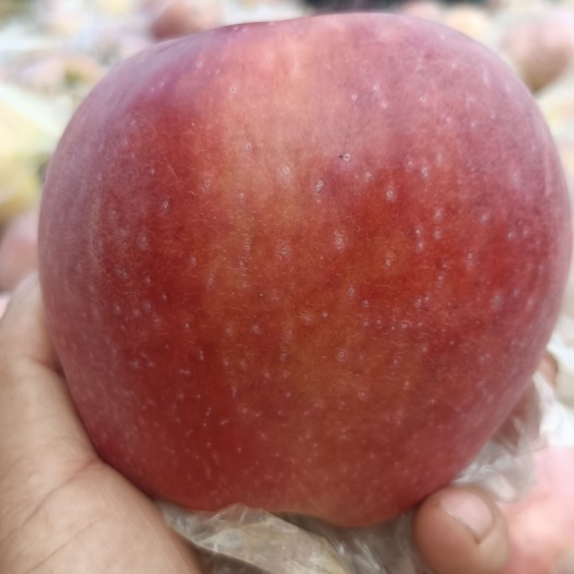 砀山县佳节礼品红星苹果，节日红火，生意红红火火，抓紧订购。