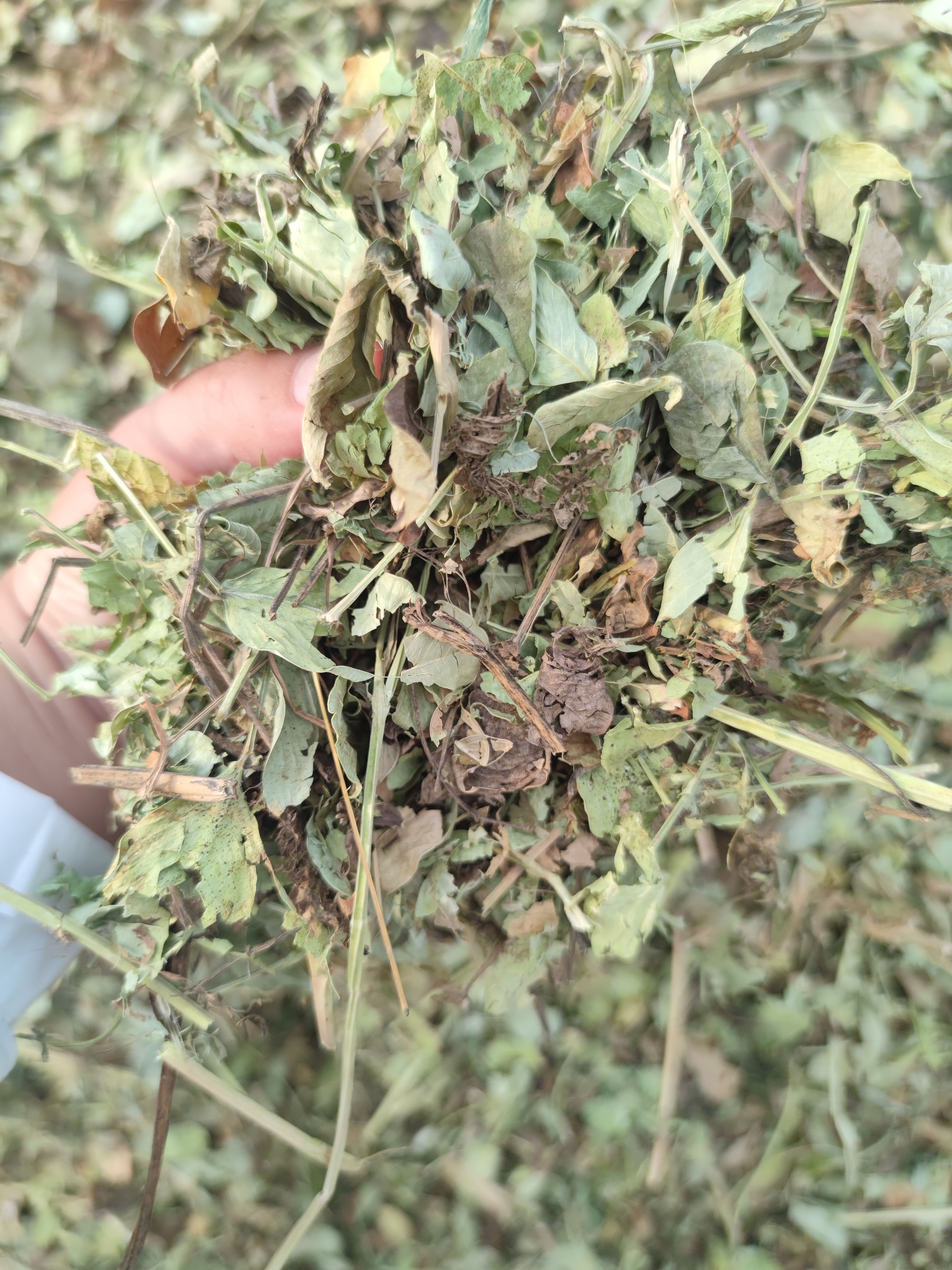 牛羊草料羊草饲料草 花生秧草料花生秧草粉 马驴兔鸵鸟鹅草料