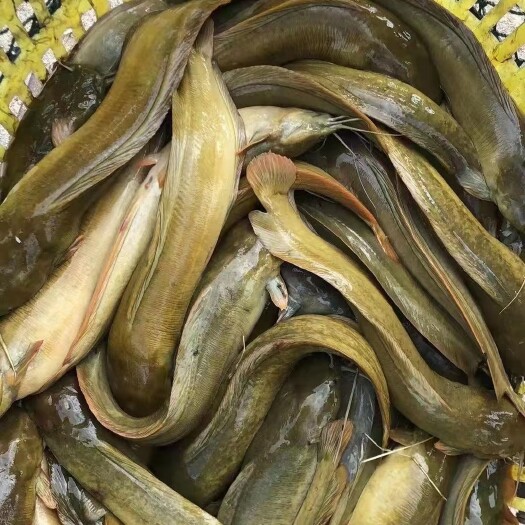 饶平县塘角鱼   土塘鲺