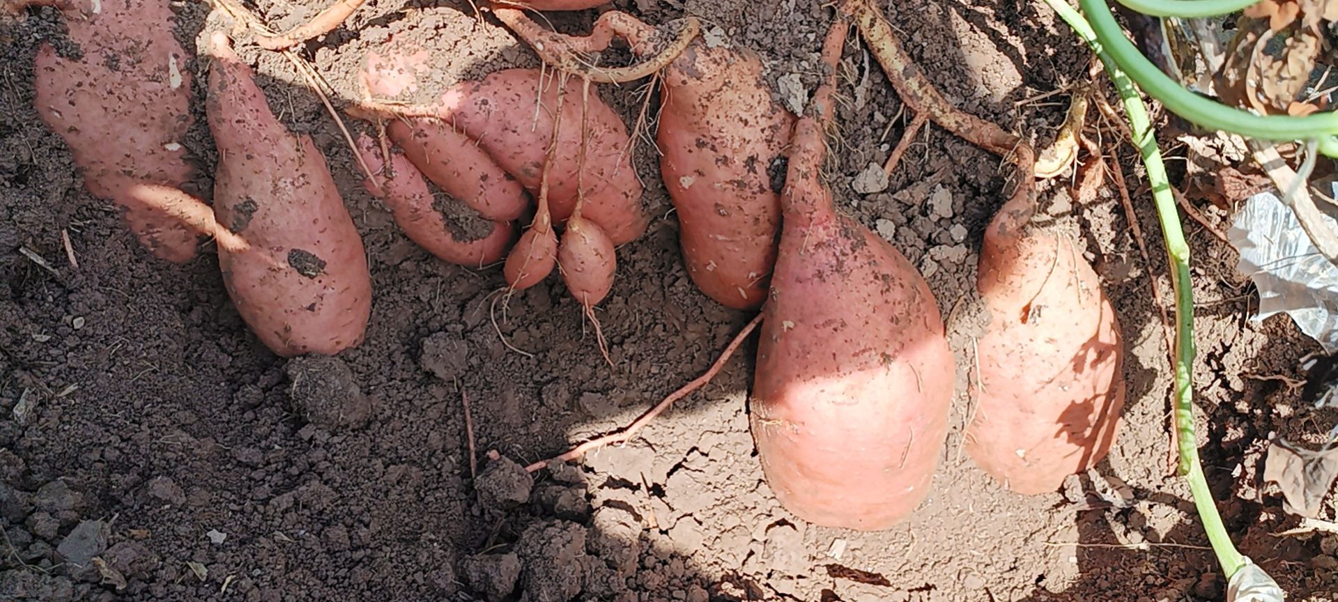 龙九红薯，产地直供，以服务为中止，以质量为生存
