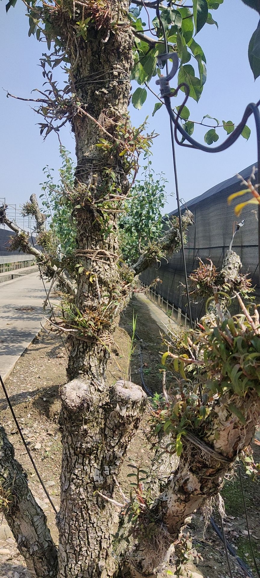 铁皮石斛（浙江雁荡山）600百亩的基地，常年供应2斤全国包邮