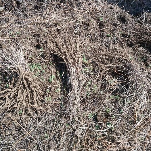 开原市五叶地锦苗 攀援植物 爬山虎小苗 产地直发一手货源 接受预定