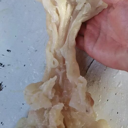 阳信县刀削毛熟牛负筋，满满的胶原蛋白。