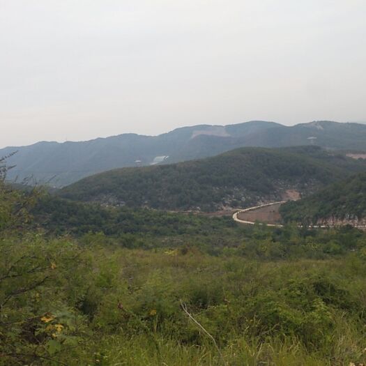 内乡县大量出租合作共享共赢山林荒地上百万亩可分包分租