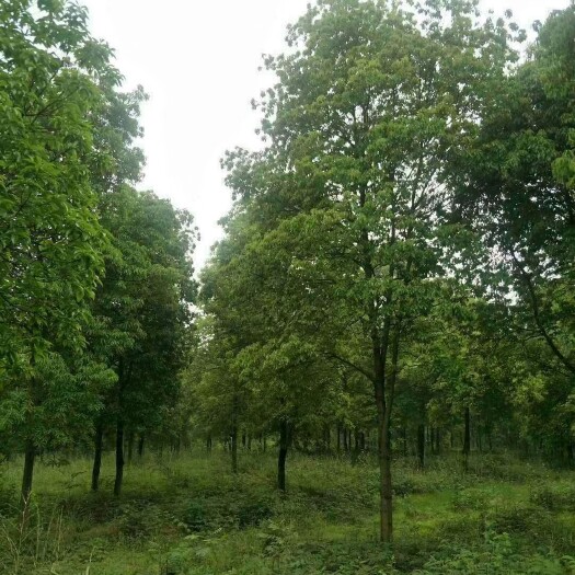 木荷苗基地批发1一8公分