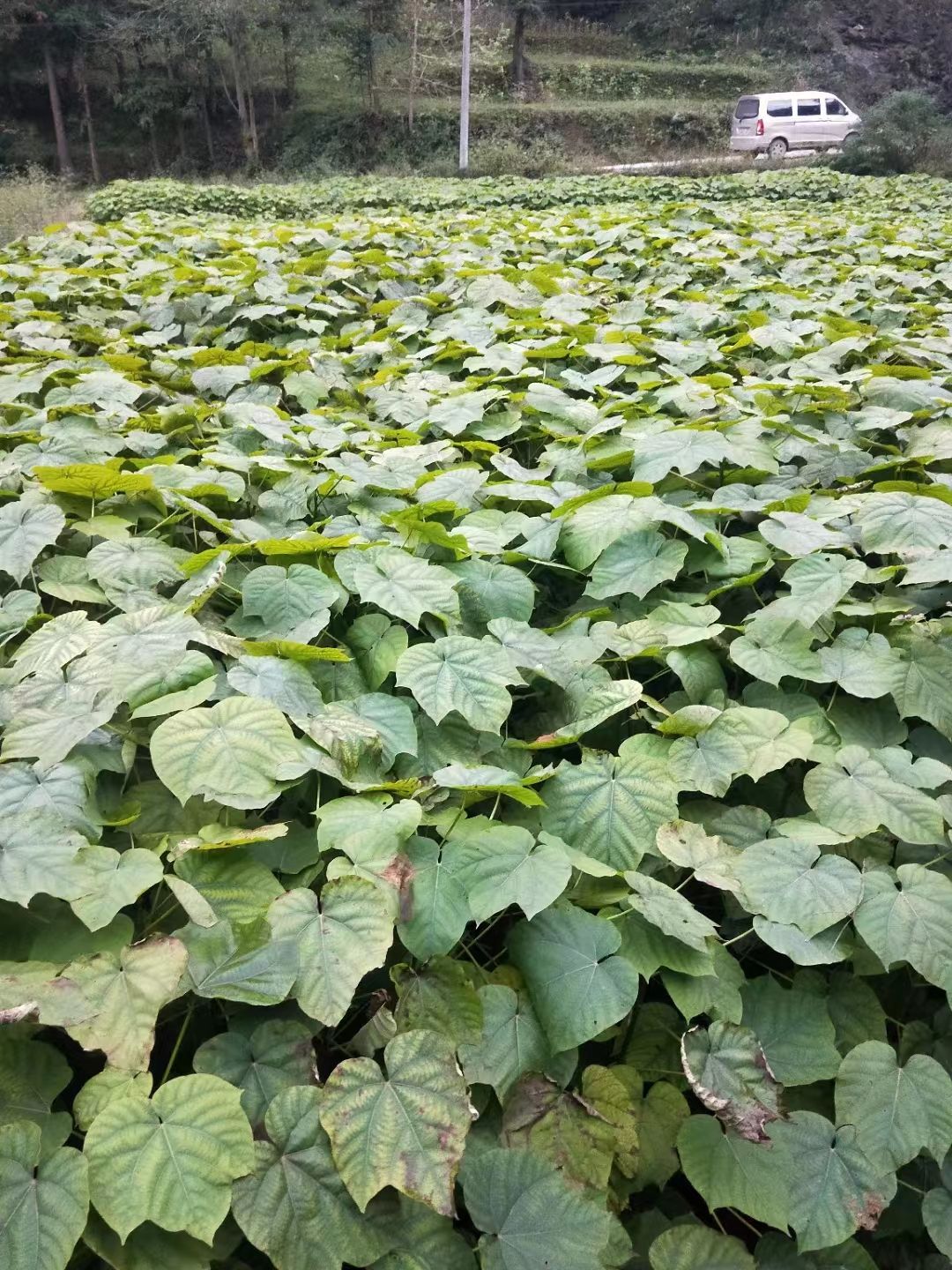 苍溪县油桐苗又名鬼背桐，大子桐，产量高，易种植的一个农副产品。