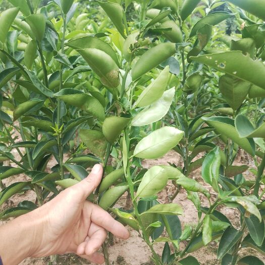 宜宾枳壳苗嫁接的厚皮川枳壳，纯正含量高