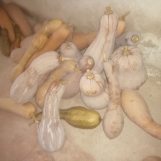 密本紅南瓜，農(nóng)家自種南瓜，各家各戶都有幾百斤以上，可任意挑