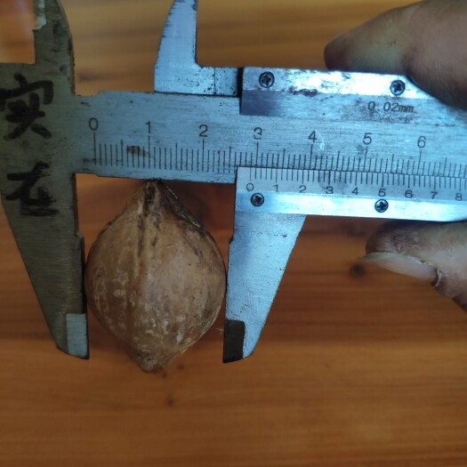 罗定市黑橄榄苗  工艺榄 (茶山王)枝条，工艺榄界天花板级别的品种