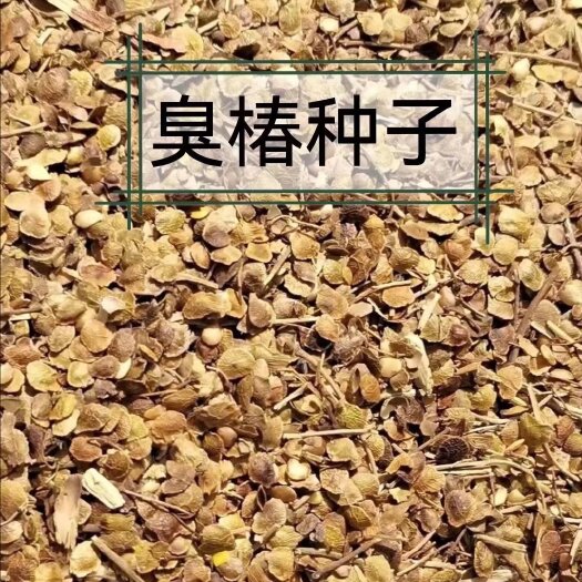 臭椿种子