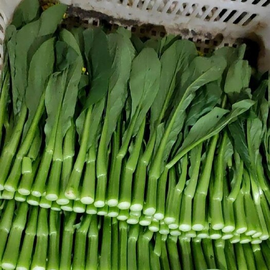出口尖叶菜心，自家基地直供