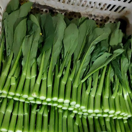 博罗县出口尖叶菜心，自家基地直供