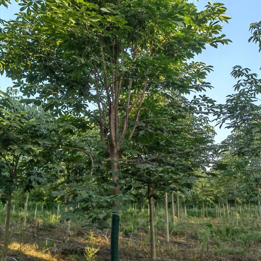 周至县七叶树 10公分七叶树 12公分七叶树 陕西七叶树低价批发