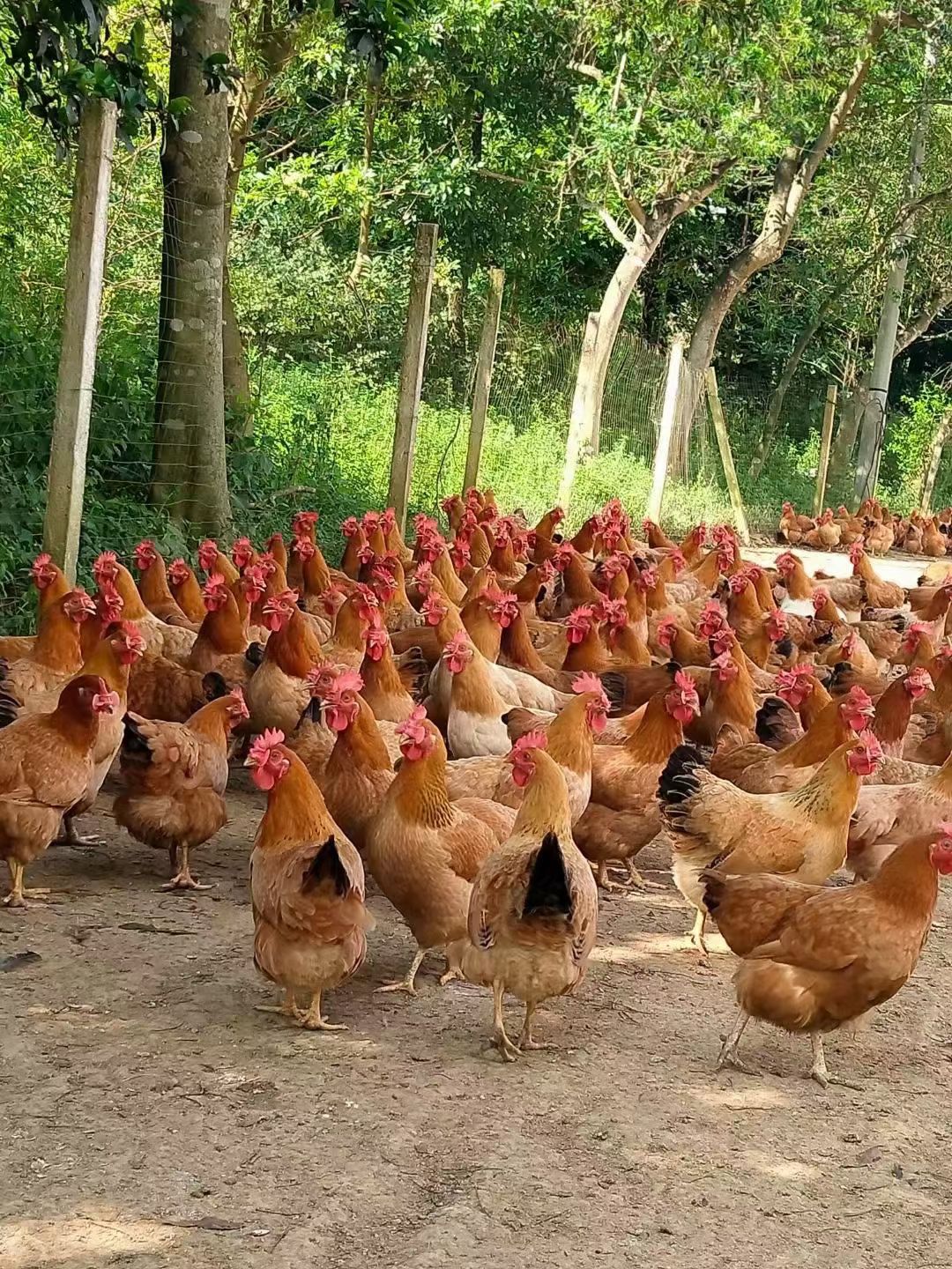 原生态土鸡的区别和饲料鸡的区别在哪? - 知乎
