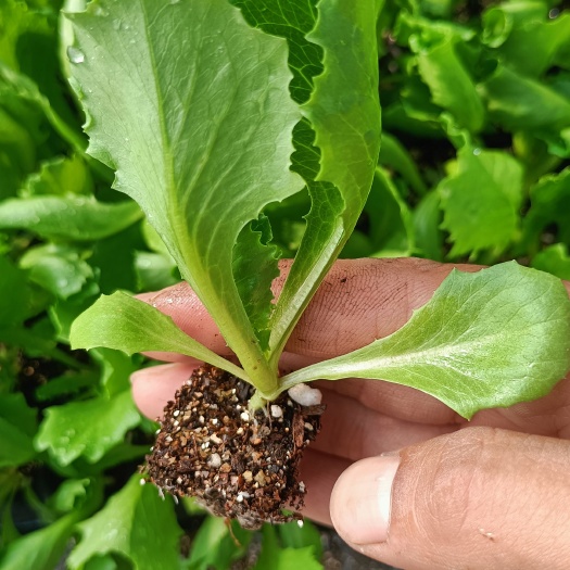球生菜苗◆棵型肥壮，结球稳定，抗病好，高质量，免费技术指导