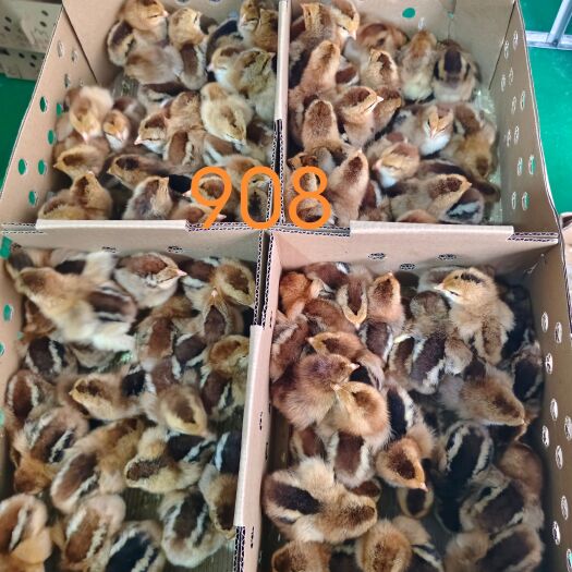 昆明正宗908