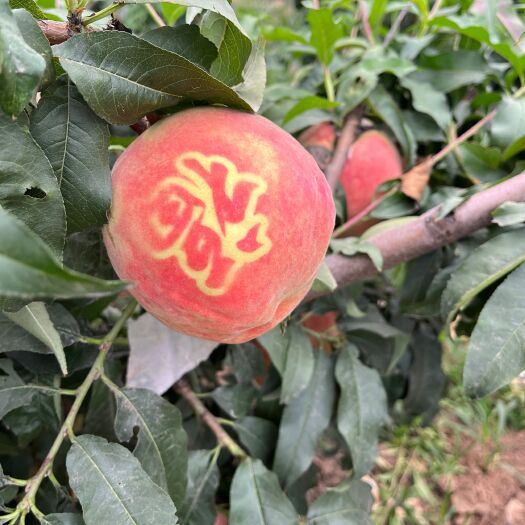 沙河市中秋王，大毛桃