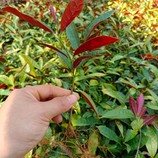 荔浦市红背桂苗
